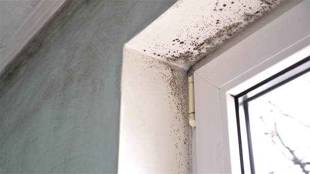 Reliable Forest Hill, TX Mold Inspection, Removal & Remediation Solutions